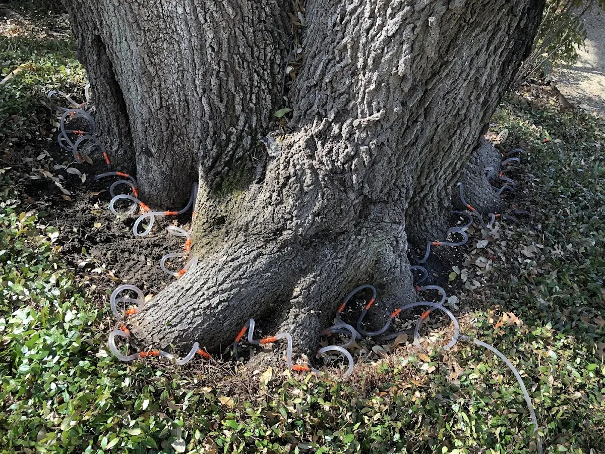 Detailed Tree Cabling and Bracing job site in Sunman