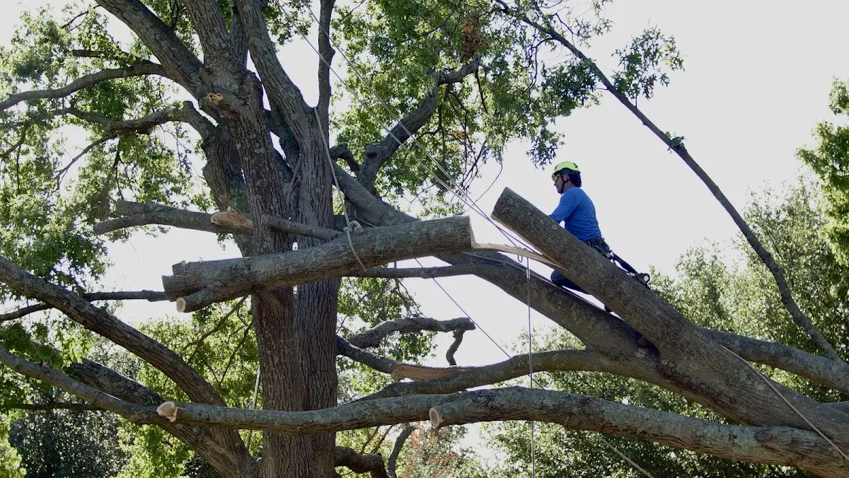 Professional Crown Thinning performed by certified arborists in Sunman